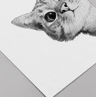 vmax-cats News - Friday Challenge 1
