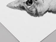 vmax-cats News - Friday Challenge 1