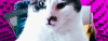 vmax-cats News -  KIJO FAN-ART CONTEST!   1